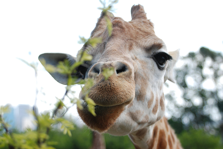 giraffe, eat, animal world, close