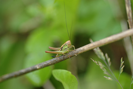grasshopper, green, insect, nature, animal, viridissima, macro