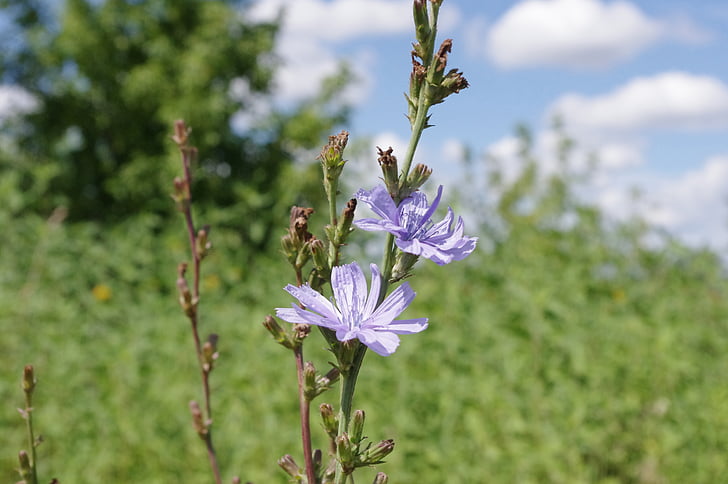 common chicory, flower, field, meadow, russia