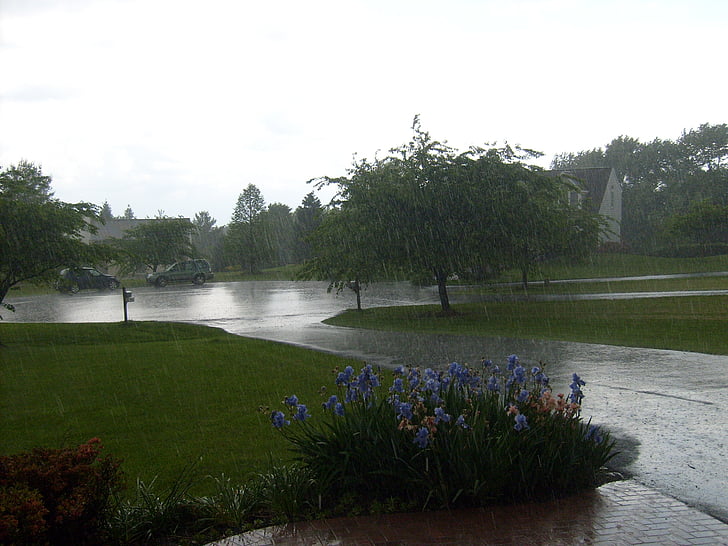 pluja, Dutxa, l'aigua, mullat, cotxe, carrer, flors