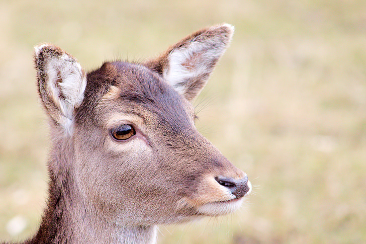 Roe deer, hươu fallow, Thiên nhiên, động vật, trẻ deer, scheu, đầu