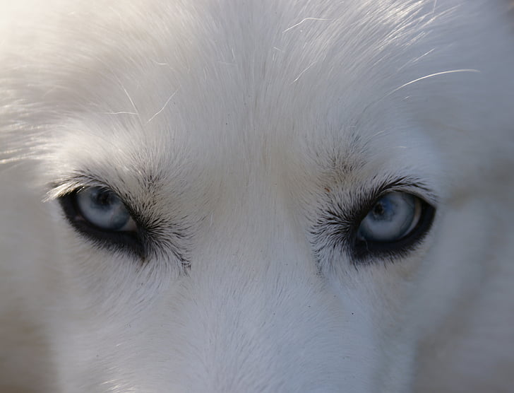 ฮัสกี้, ตา, สีฟ้า, สุนัข, ไซบีเรีย, สุนัข, อาร์กติก