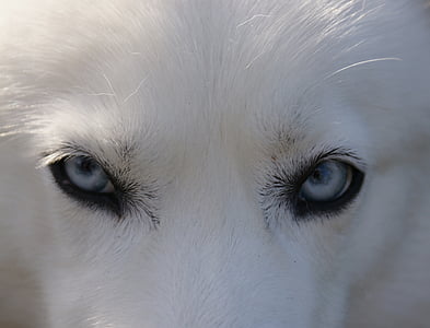 aizsmakusi, acis, zila, suns, Sibīrijas, sunītis, Arktika
