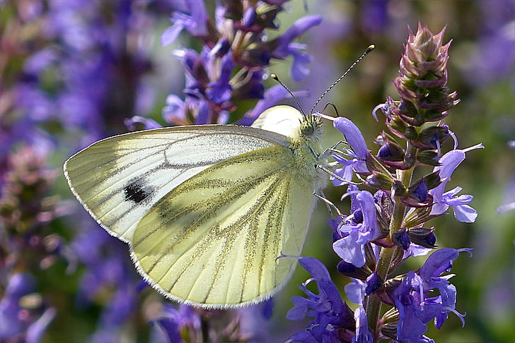 alb, Pieris rapae, fluture, floare albastră, violet, floare, insectă