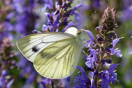 biela, Pieris rapae, motýľ, Modrý kvet, fialová, kvet, hmyzu