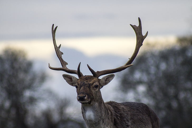 deer, antlers, wildlife, buck, mammal, animal, male
