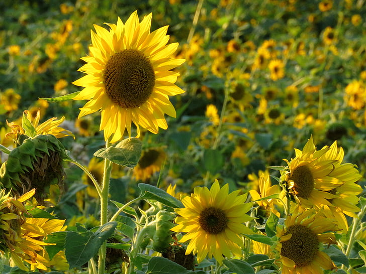 sun flower, field, summer, yellow, flower, sunflower field