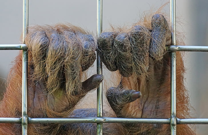 Orang utan, APE, primát, stromech, opic Statého světa, savec, dlouhé vlasy