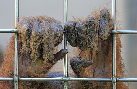 Orang-utan, маймуна, примат, дърво катерачи, Коткоподобни маймуни, бозайник, дълга коса