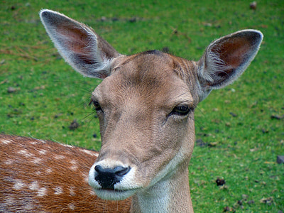fallow deer, roe deer, animal, mammal
