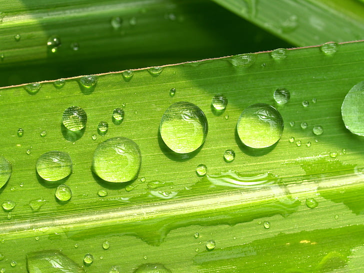 vatten, droppar, Leaf, gräs, grön, dagg, regn
