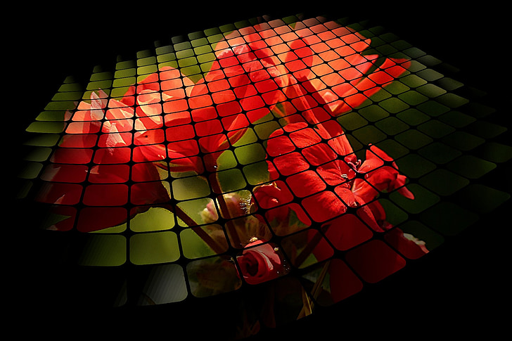 three d grid, red, flower, nature, plant, digital art, geranium
