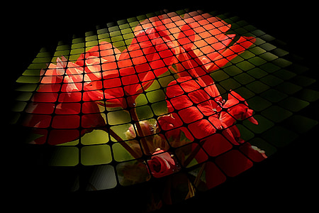 tri d mriežky, červená, kvet, Príroda, rastlín, digitálne umenie, pelargónie