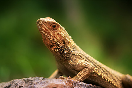 lizard, fauna, creature, animal, animal world, nature, reptile