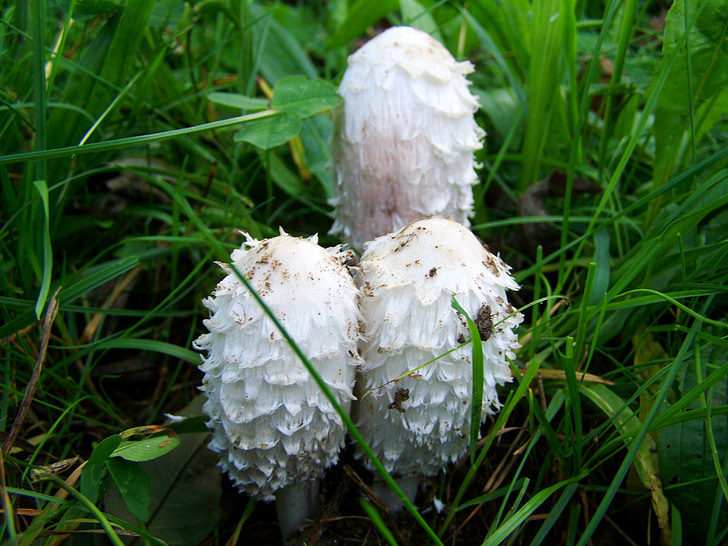 Coprinus comatus, fungo branco, natureza