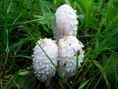 Coprinus comatus, fungo branco, natureza