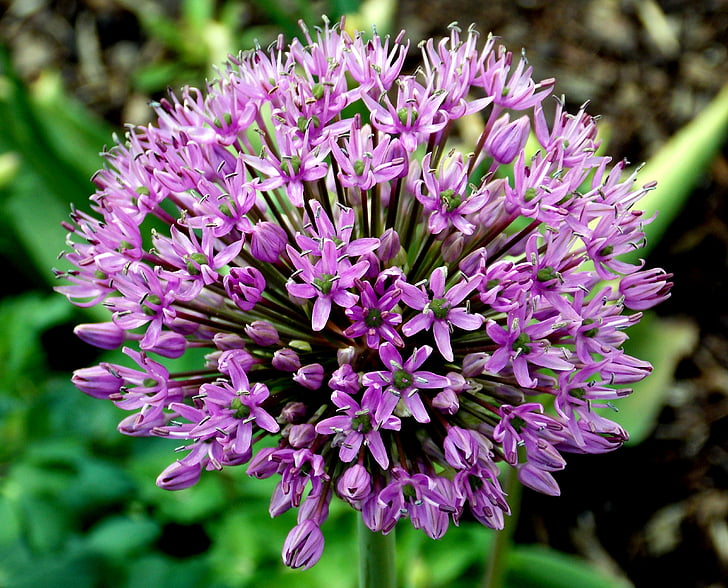 ornamental onion, flower, flower garden, trim chive, plant, ornamental plant, garden plant