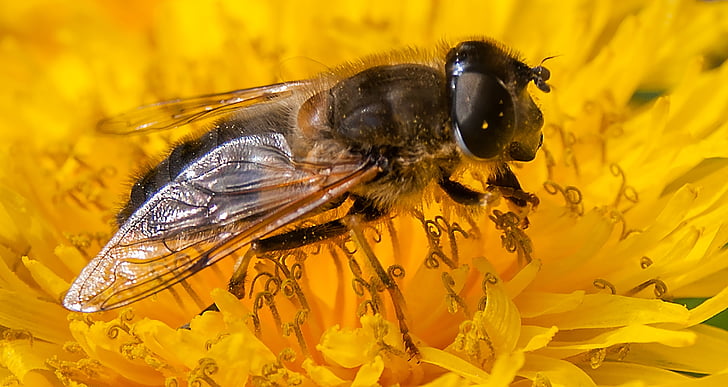 abeille, fleur, fleurs, bug, jaune, pissenlit