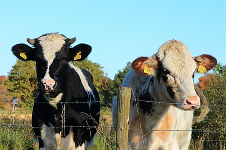 tehén, tehenek, legelő, szarvasmarha, farmer, rét, mezőgazdaság