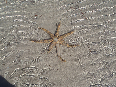 estrella de mar, Mar, reflux, aigües someres, mol·luscs, animals marins, Austràlia