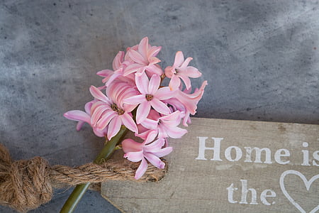 hyacinth, flower, pink, pink flower, spring flower, pink hyacinth, flowers