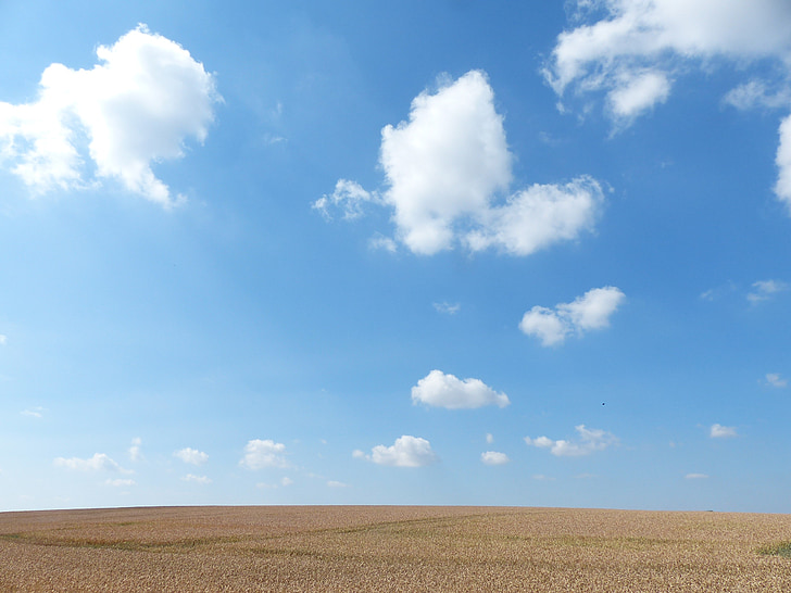 cornfield, summer, clouds, sky, field, blue, arable