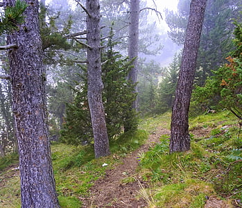 trail, mountain, hiking, mountain road, rural road, mountaineering, path