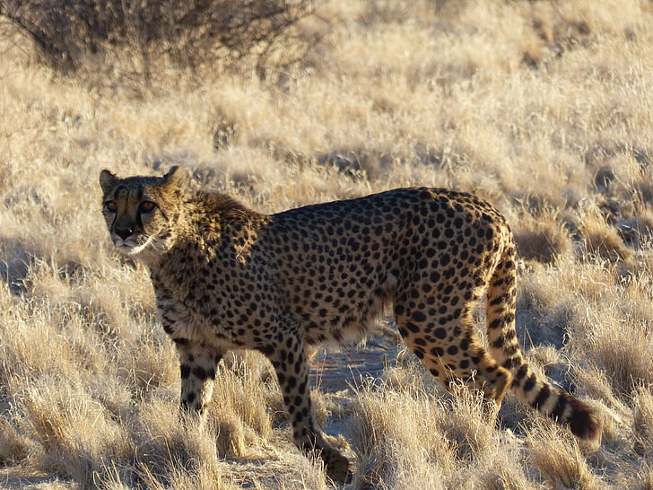 cheetah, thanh lịch, mèo rừng