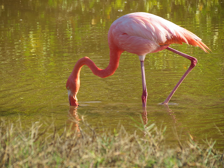 flamingas, mažiau, rožinė, paukštis, Egzotiški, Laukiniai gyvūnai, snapas