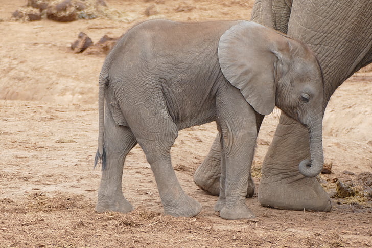 бебе слон, Южна Африка, АДО национален парк, слон, млади слон, слон Южна Африка, африкански слон