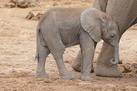 象の赤ちゃん, 南アフリカ, アッド国立公園, 象, 若いゾウ, 象南アフリカ, アフリカのブッシュゾウ