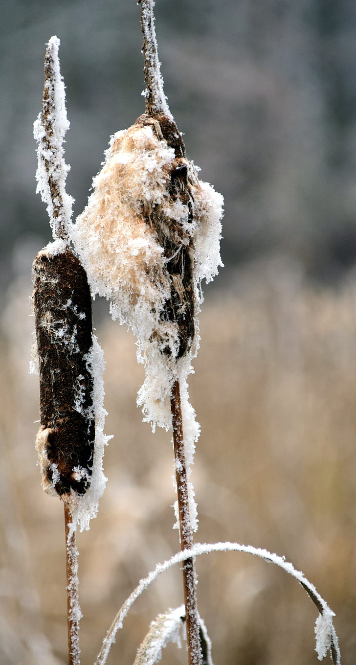 reed, winter, snow, wintry, nature, cold, plant
