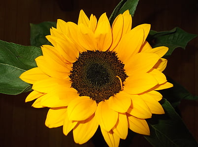 bunga, bunga matahari, mekar, kuning, bunga matahari, alam, tanaman