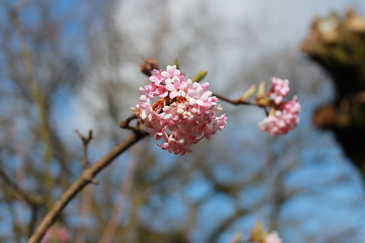 bunga, Blossom, musim semi, Blossom tunas, alam, bunga, Sakura