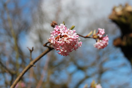 flors, flor, primavera, gemmes de flor, natura, flor rosa, flor del cirerer