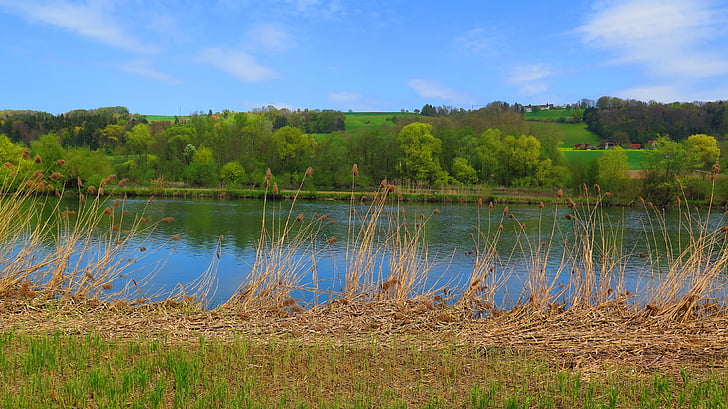floden, träd, Bank, Reed, naturen, landskap, blå grön