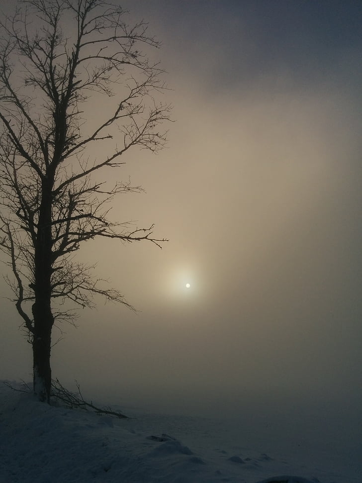 winter, fog, tree, haze, landscape, sun, snow