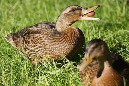duck, animals, nature, bird, animal, mallard Duck, feather