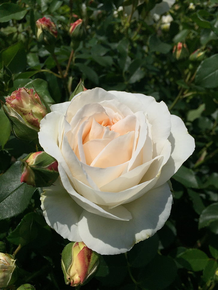Rosen, Natur, Garten, Blütenblatt, Blatt, Anlage, Rose - Blume