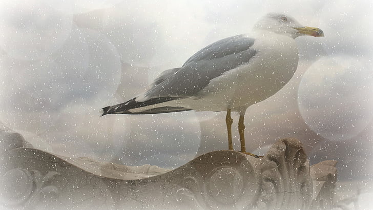 texture, background, seagull, bird, winter, snowfall, bokeh
