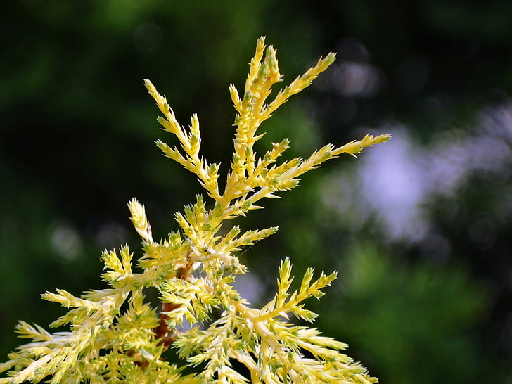 the background, thuja, garden, nature, plant, close-up, leaf