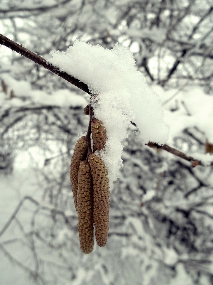 Zima, snijeg, bijeli, grana, drvo, priroda