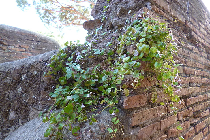 ostia, antica, italy, archaeological site, ruins, wall, overgrown