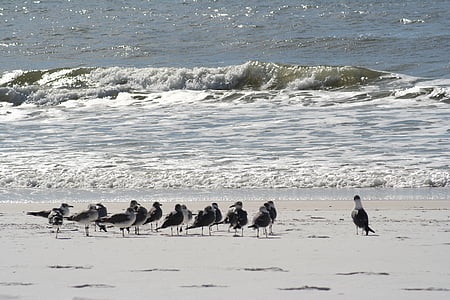 beach, sand, gulf, gull, seagull, ocean, sea
