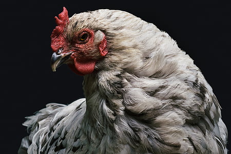 white, black, rooster, animal, bird, chicken, feather