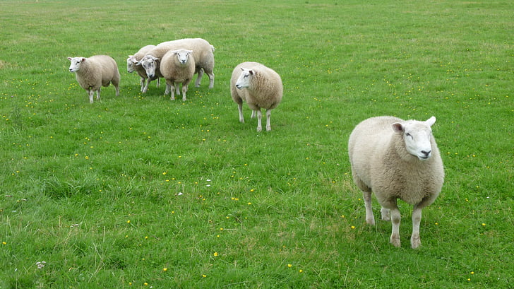 owiec, słone bagna, Sylt, trawa, łąka, gospodarstwa, Rolnictwo