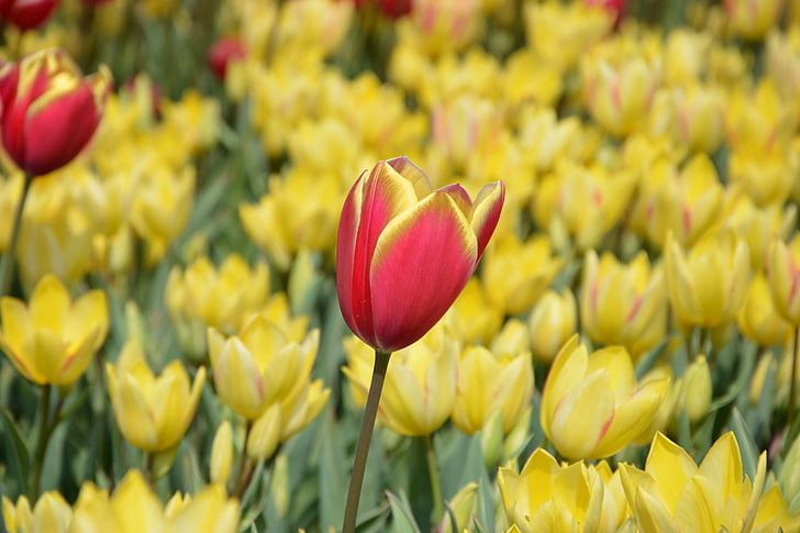 Tulip, bunga, alam, musim semi, Daisy, makro, bunga musim semi