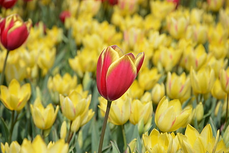 tulipani, cvet, narave, pomlad, marjetica, makro, Pomladnega cvetja