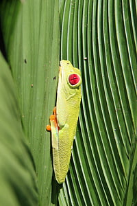 red-eyed tree frog, frog, costa rica, rainforest, green, tropical, jungle