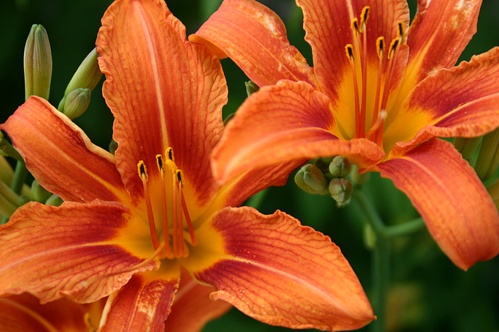 Oranje, Lily, Close-up, macro, zomer, schoonheid, bloemen
